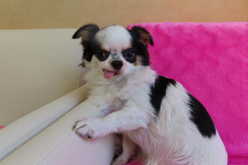 成約済の京都府のチワワ(ロングコート)-67710の3枚目